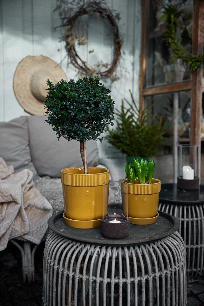 Dante ljuslykta liten Mörkbrun